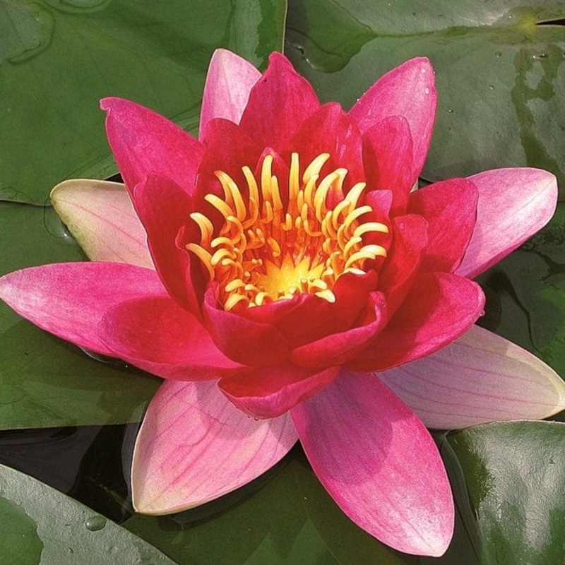 Magenta Water Lily | Nymphaea ‘Vesuve’