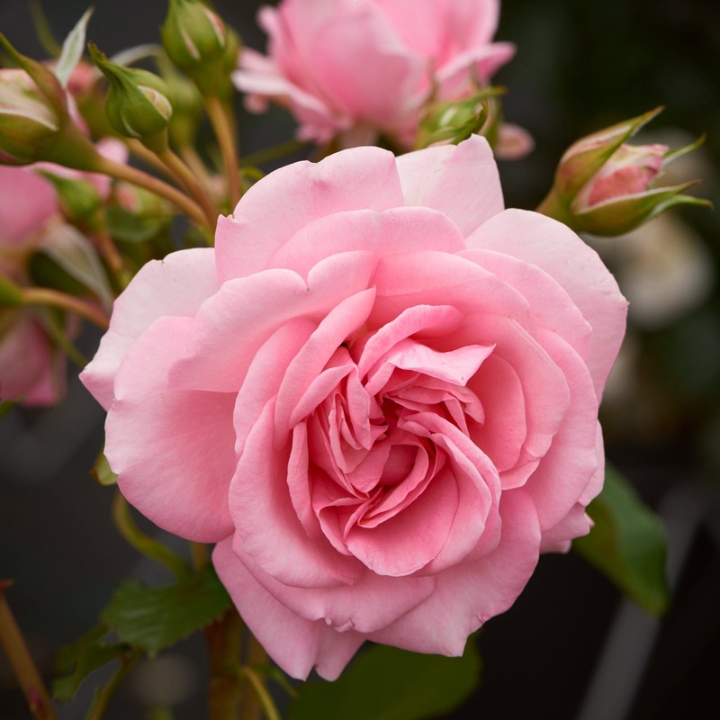 ‘Mamma Mia Courtyard’ Climbing Rose