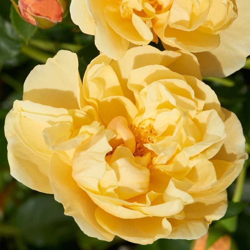 ‘Mapale Courtyard’ Climbing Rose