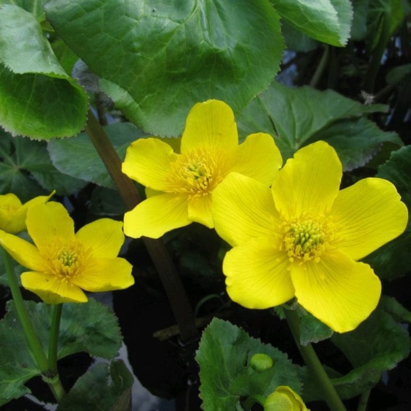 Marsh Marigold | Caltha palustris