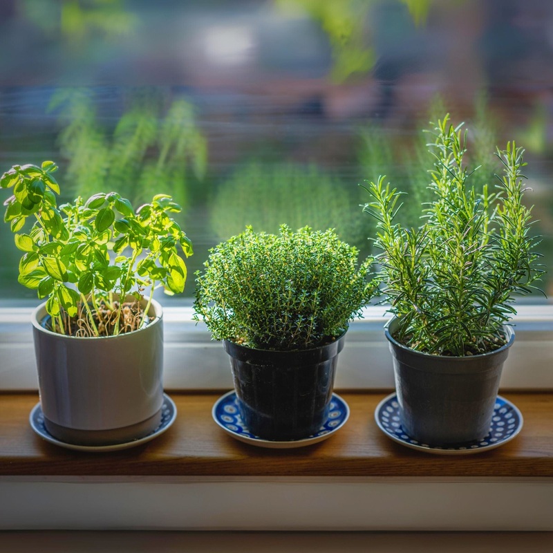 Mediterranean Herb Plants Collection