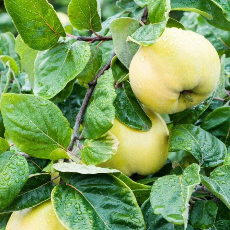 ‘Meech’s Prolific’ Quince Tree