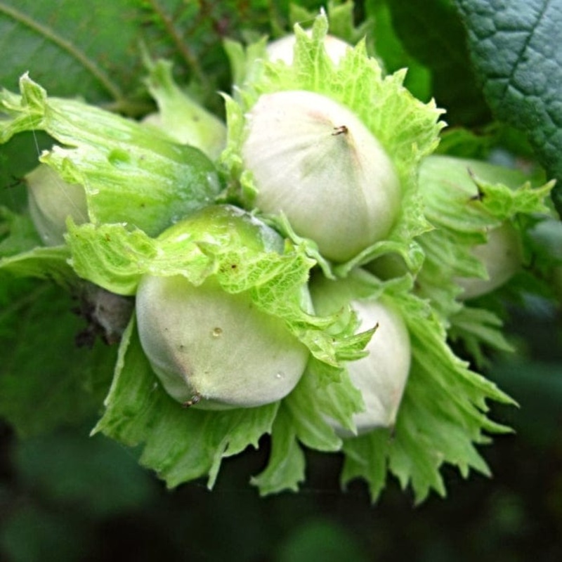 ‘Merveille de Bollwyller’ Hazelnut Tree