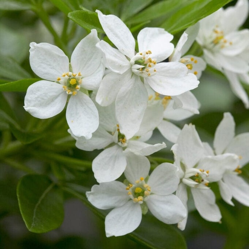 Mexican Orange Blossom | Choisya ternata Plant in a 3L Pot