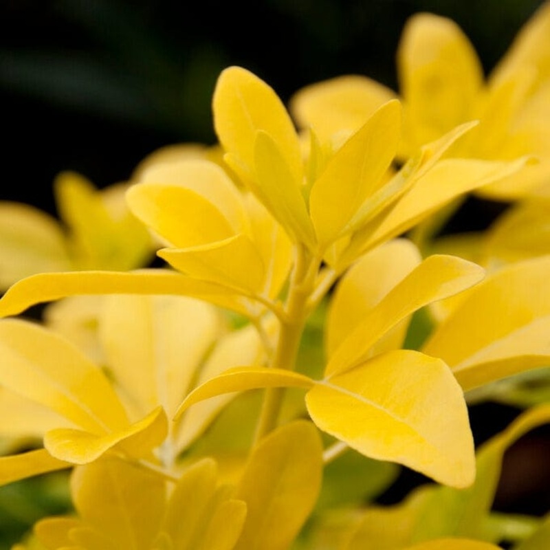 Mexican Orange Blossom ‘Sundance’ | Choisya ternata Plant in 9cm Pot