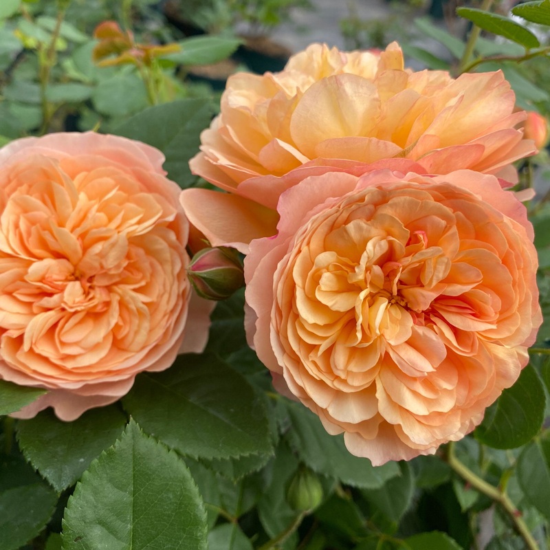 ‘Mia Bella’ Shrub Rose