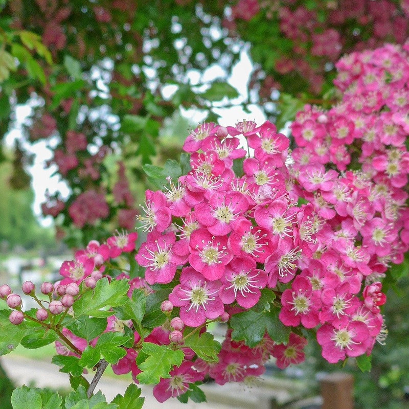 Midland Hawthorn Tree | Crataegus laevigata Crimson Cloud