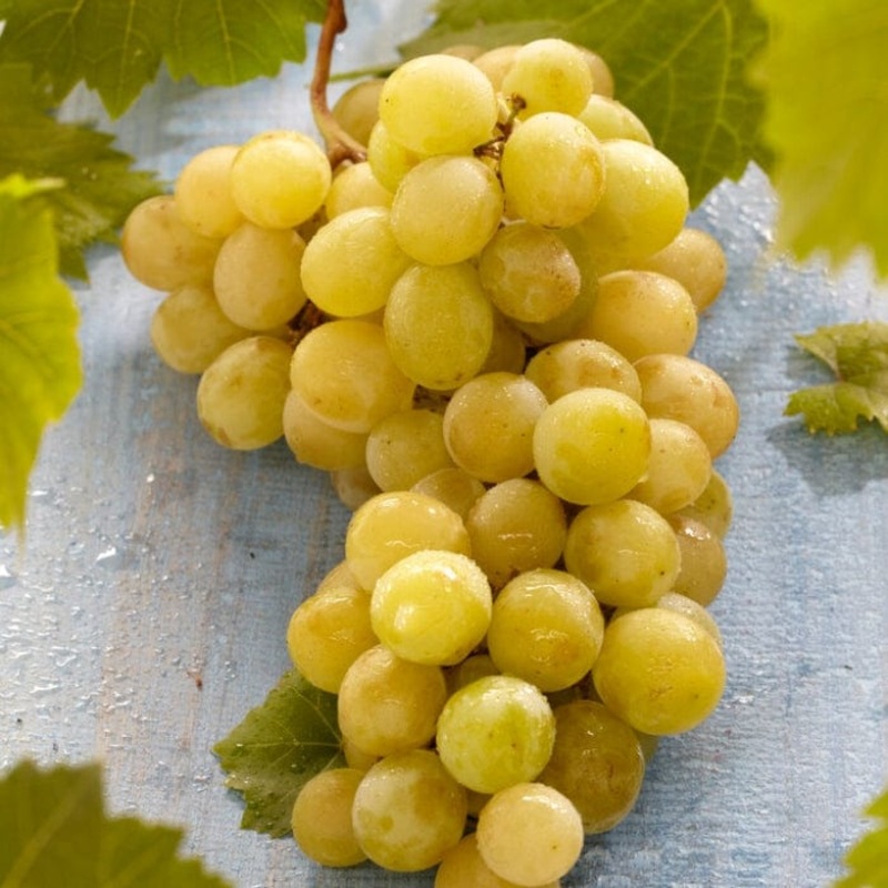 ‘Muscat of Alexandria’ Grape Vine