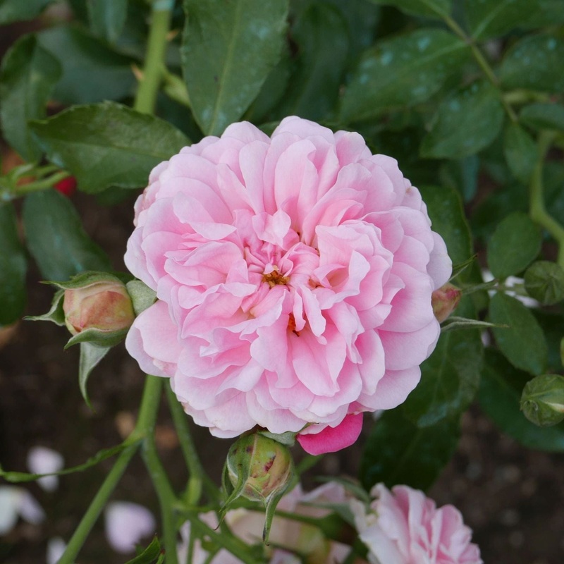 ‘My Beloved Mother’ Shrub Rose