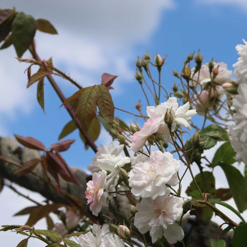 ‘New Dawn’ Climbing Rose