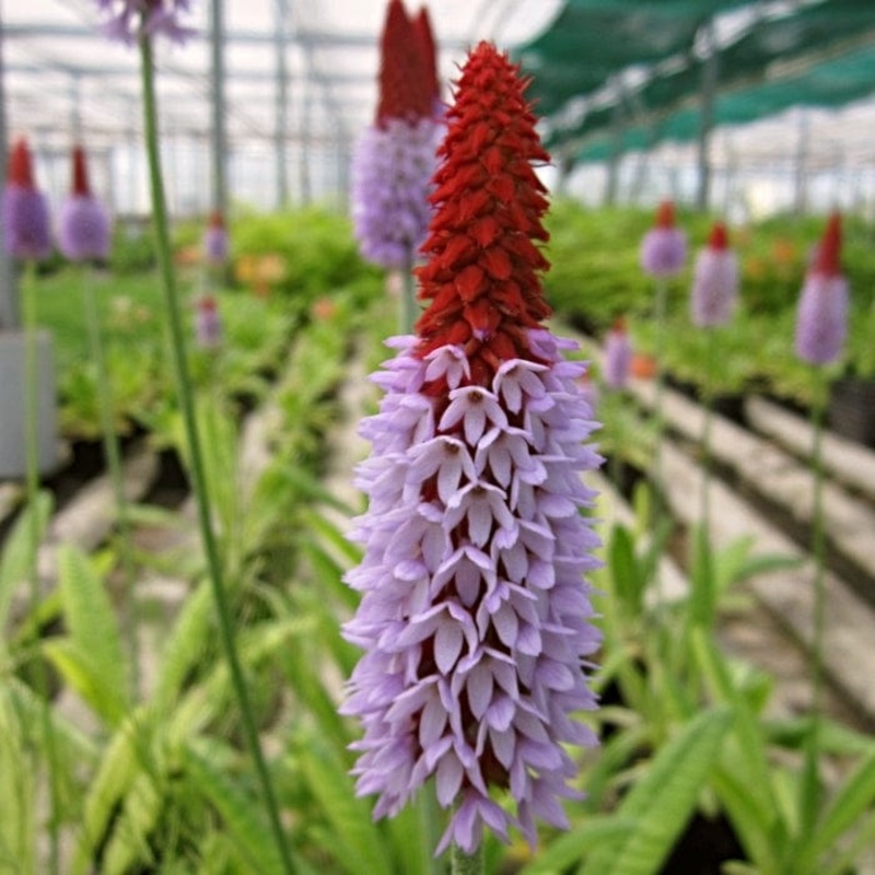 Orchid Primrose | Primula vialii