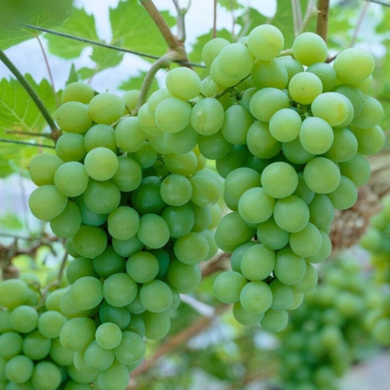 ‘Orion’ Grape Vine