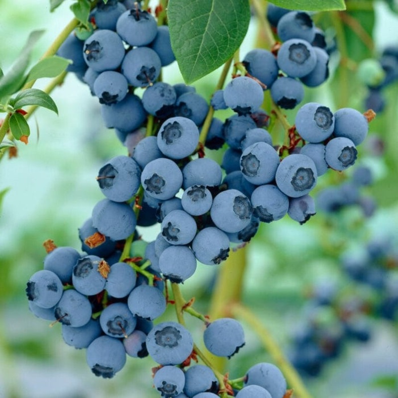 ‘Ozarkblue’ Blueberry Bush