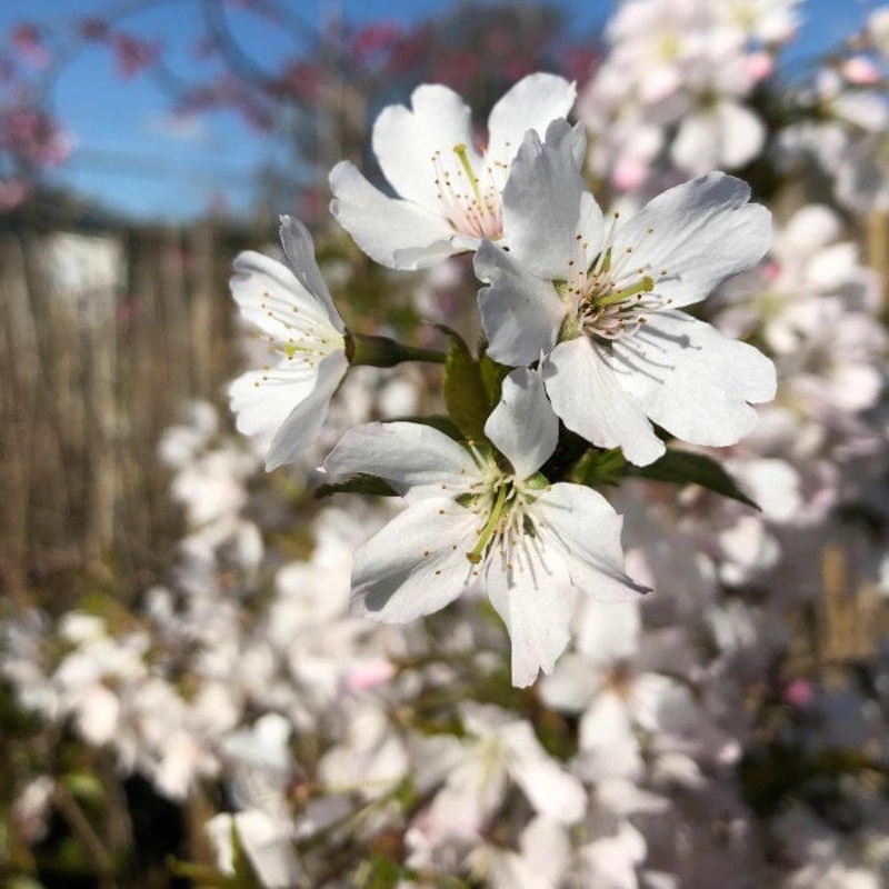 ‘Pandora’ Cherry Blossom Tree | Prunus padus
