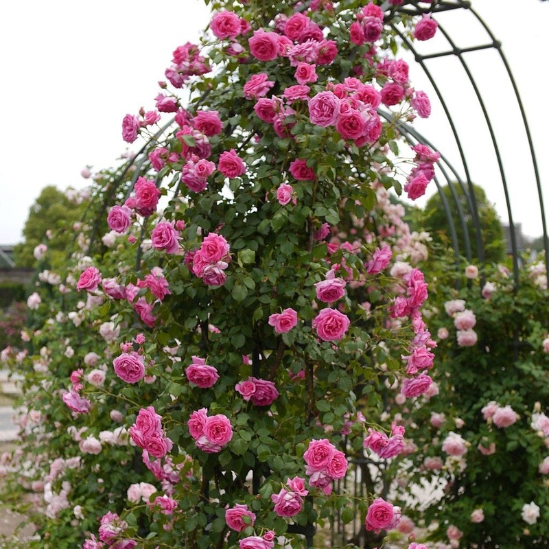 ‘Parade’ Climbing Rose