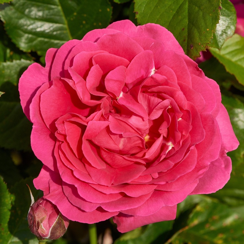 ‘Pasillo Courtyard’ Climbing Rose