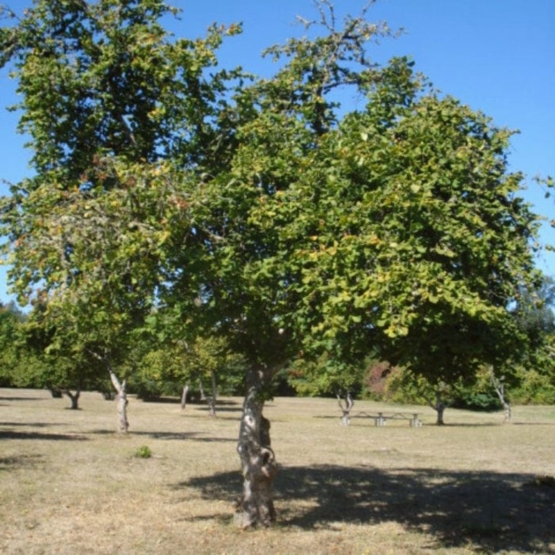 ‘Pearson’s Prolific’ Hazelnut Tree