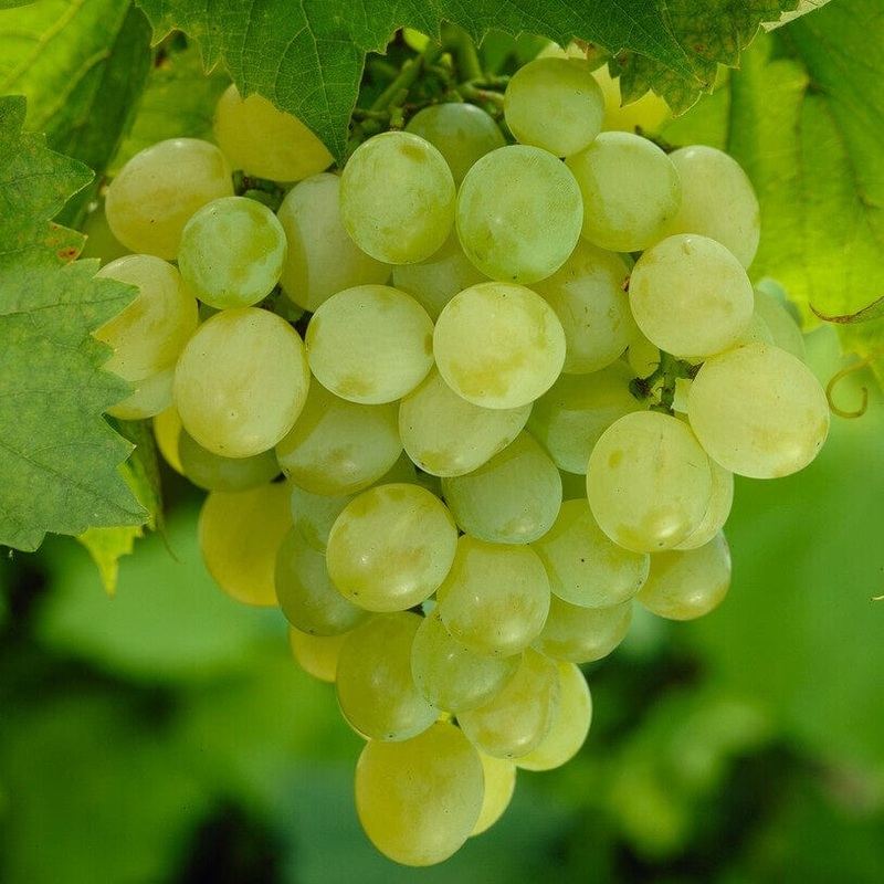 ‘Perlette’ Grape Vine