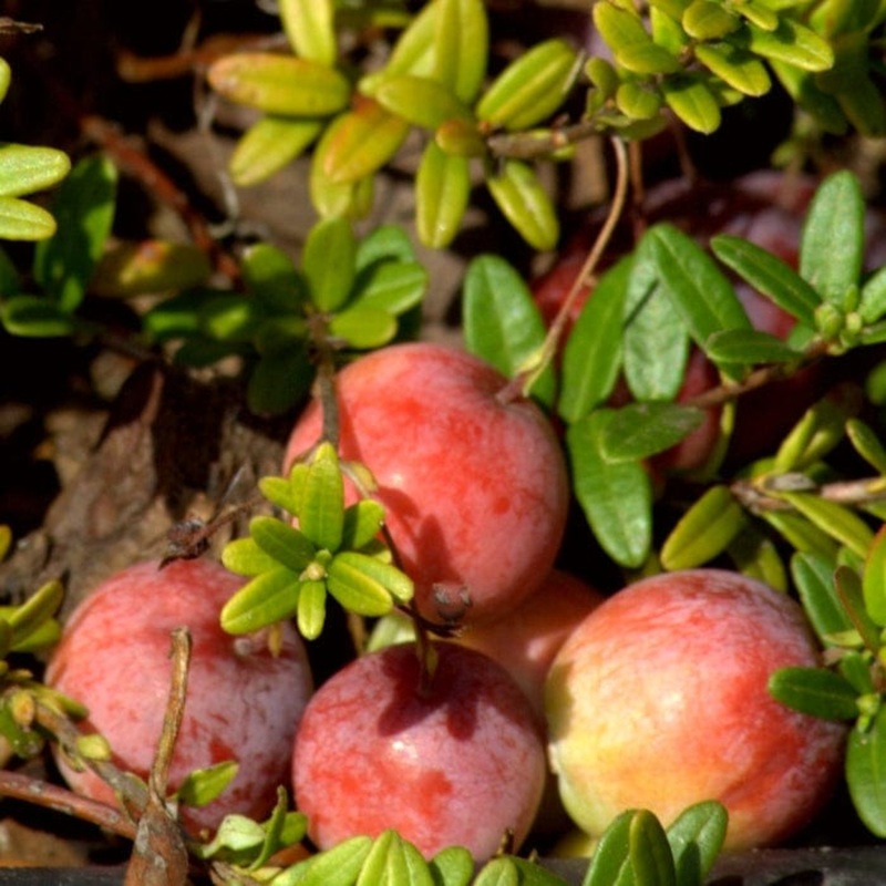 ‘Pilgrim’ Cranberry Bush