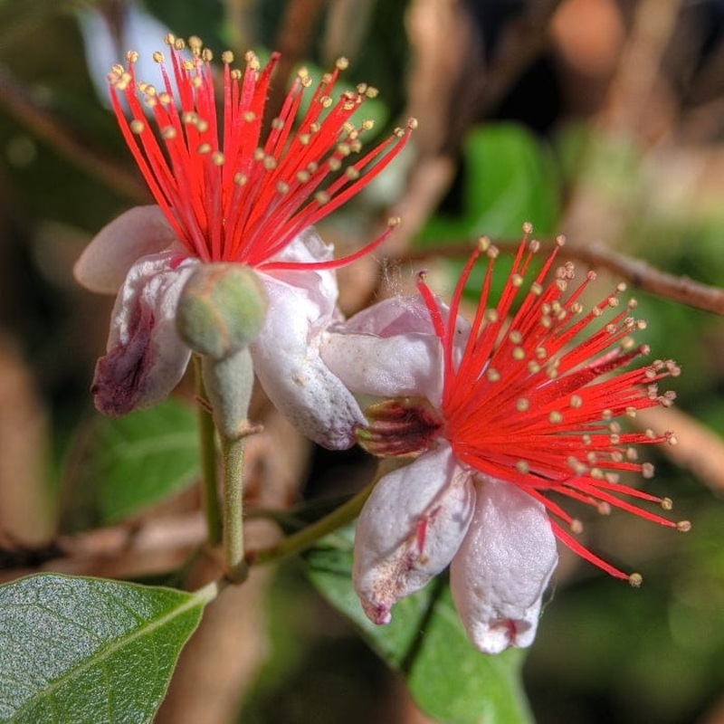 Pineapple Guava Plant | Feijoa sellowiana ‘Triumph’