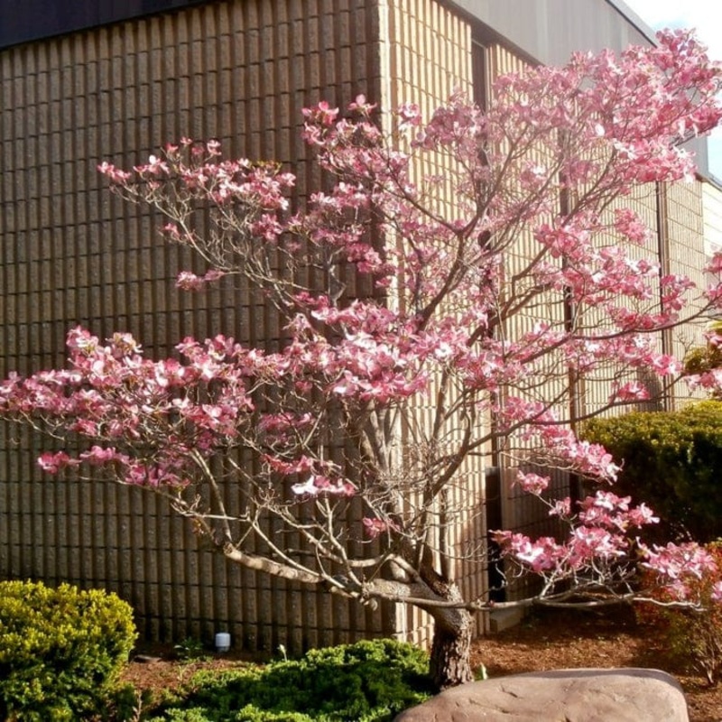 Pink Flowering Dogwood Tree | Cornus florida ‘Rubra’