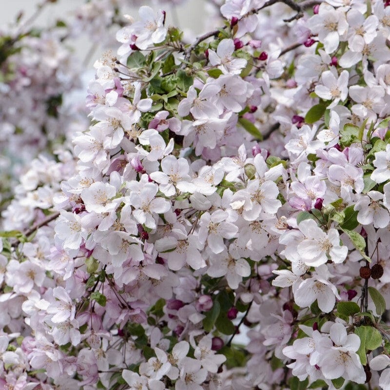 ‘Pink Glow’ Crabapple Tree