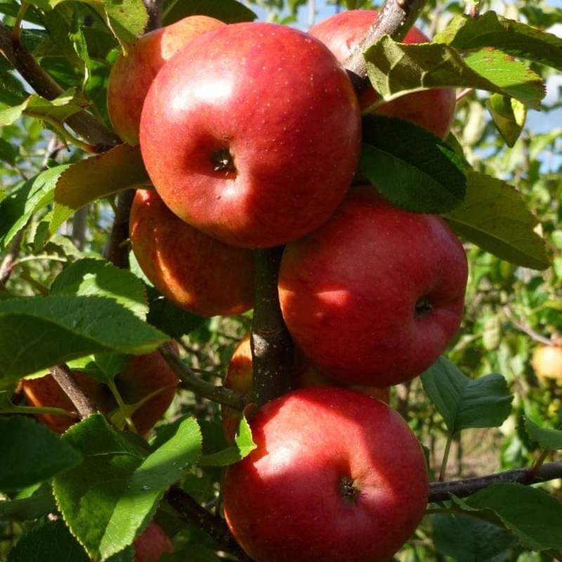‘Pixie’ Apple Tree