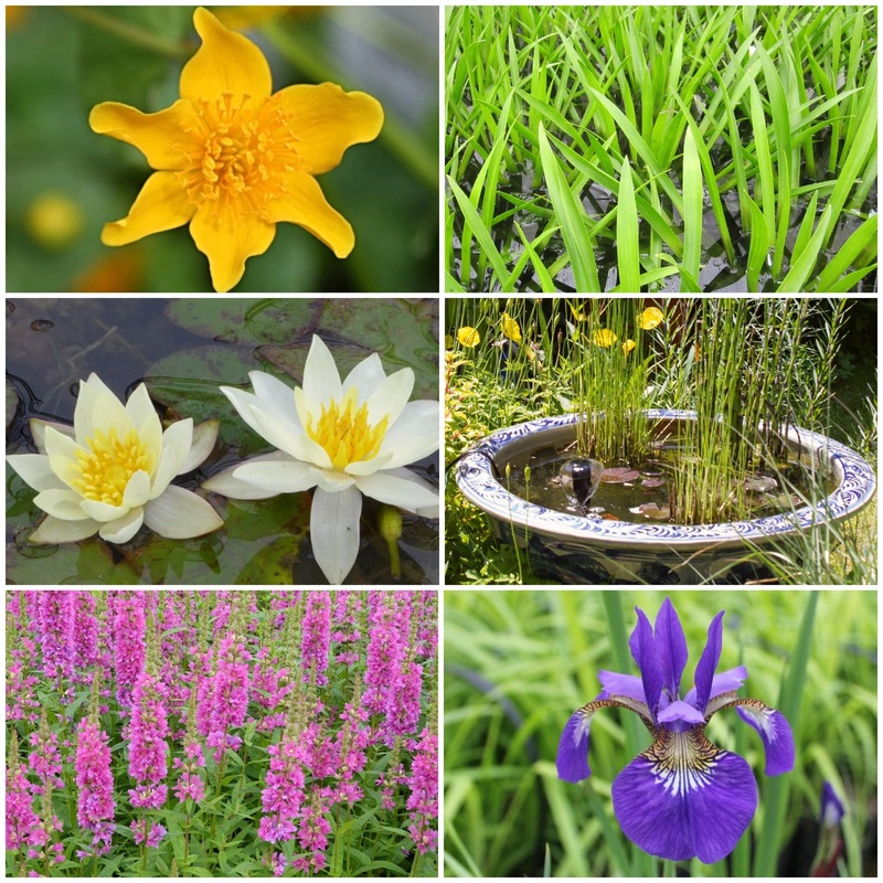 Pond in a Pot Planting Kit | Oxygenating & Wildlife | Flowers & Structure