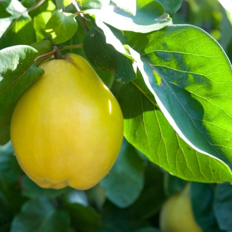 ‘Portugal’ Quince Tree