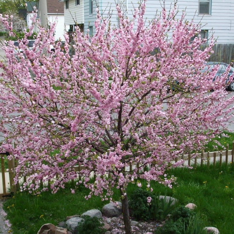 ‘Princess’ Almond Tree | Prunus dulcis