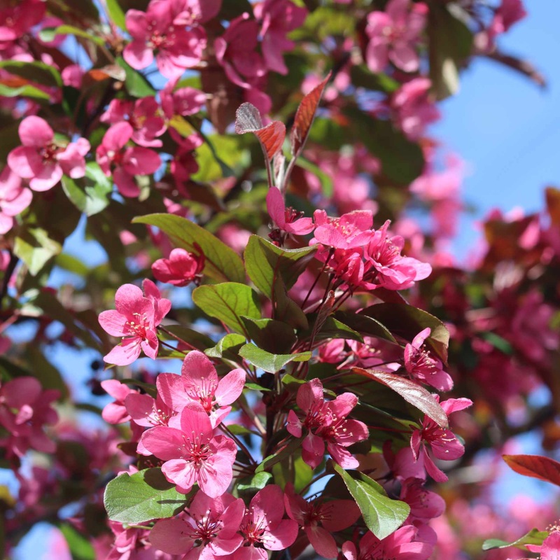 ‘Profusion Improved’ Crabapple Tree | Malus moerlandsii