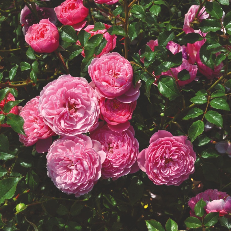 ‘Punch Pixie’ Shrub Rose
