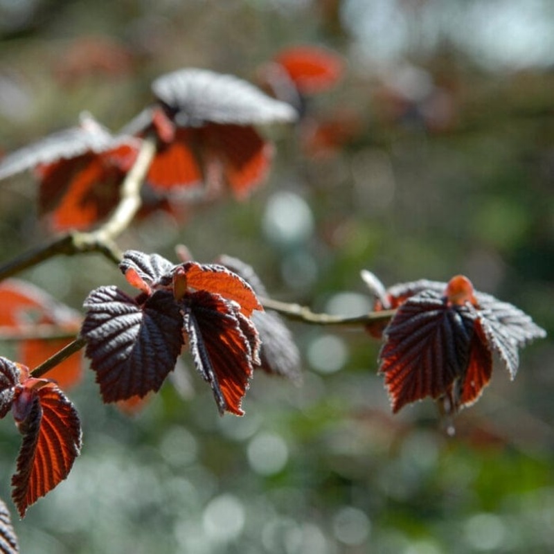 Purple Hazelnut Tree | Corylus maxima ‘Purpurea’