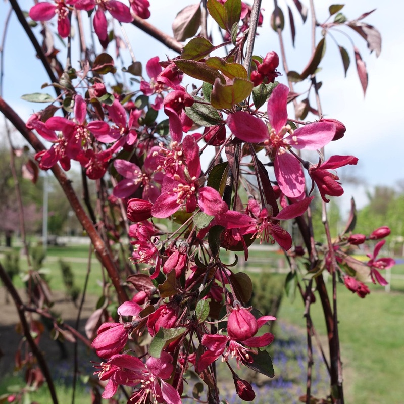 Purple Weeping Crabapple Tree | Malus ‘Royal Beauty’