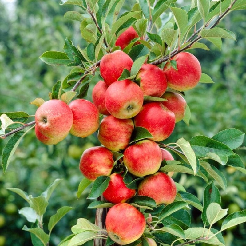‘Queen Cox’ Apple Tree