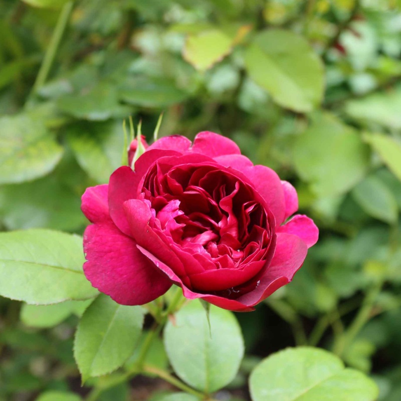 ‘Raspberry Ripple’ Shrub Rose