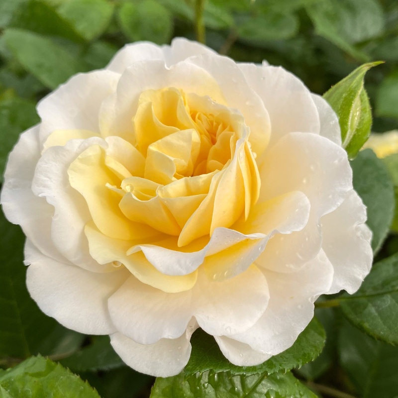 ‘Ray of Sunshine’ Shrub Rose