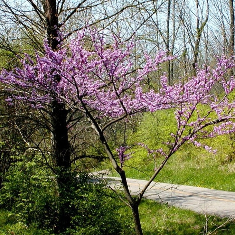 ‘Red Force’ Canadian Redbud Tree | Cercis canadensis