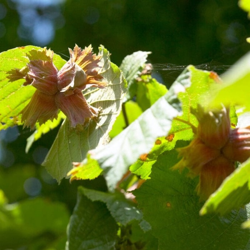 Red Hazelnut Tree | Corylus avellana ‘Rote Zellernuss’