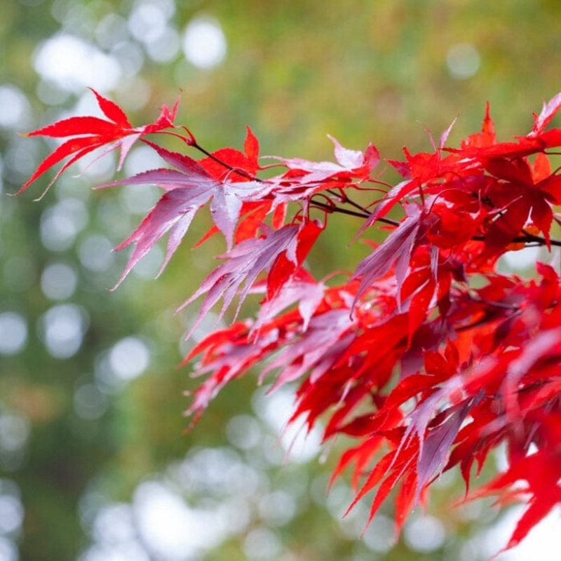 Red Japanese Maple Tree | Acer palmatum ‘Fireglow’