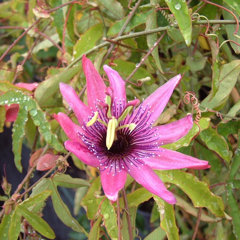 Red Passion Flower | Passiflora caerulea ‘Rubra’