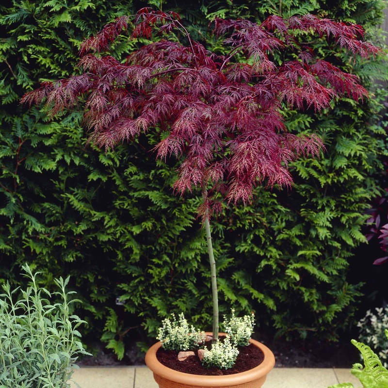 Red Weeping Japanese Maple Tree | Acer palmatum ‘Garnet’