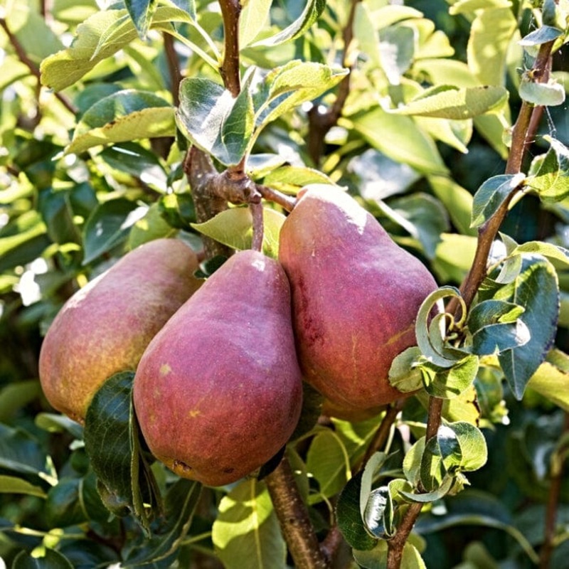 ‘Red Williams’ Pear Tree