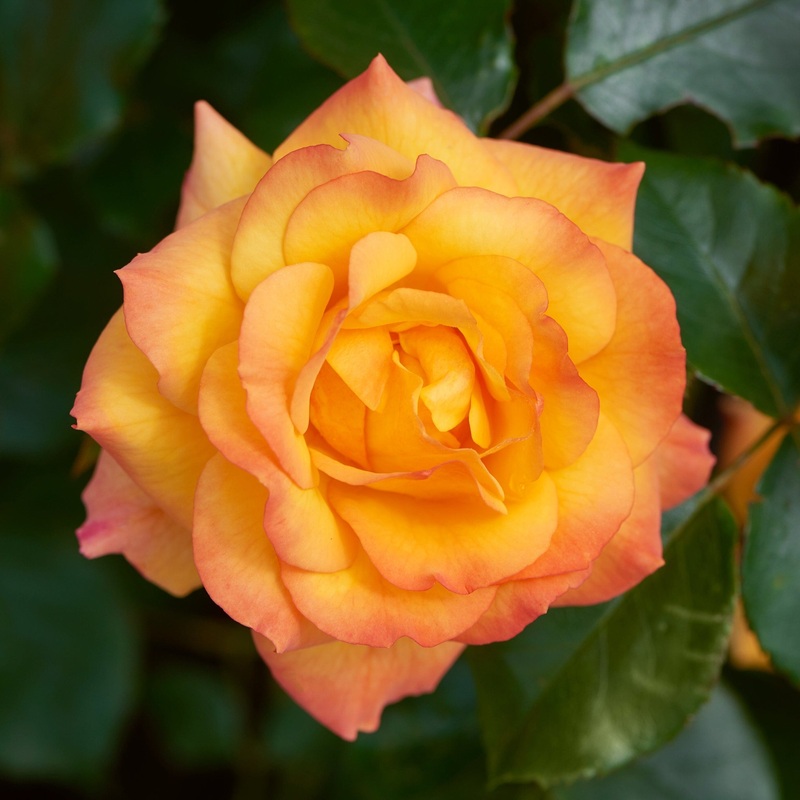 ‘Redova Courtyard’ Climbing Rose