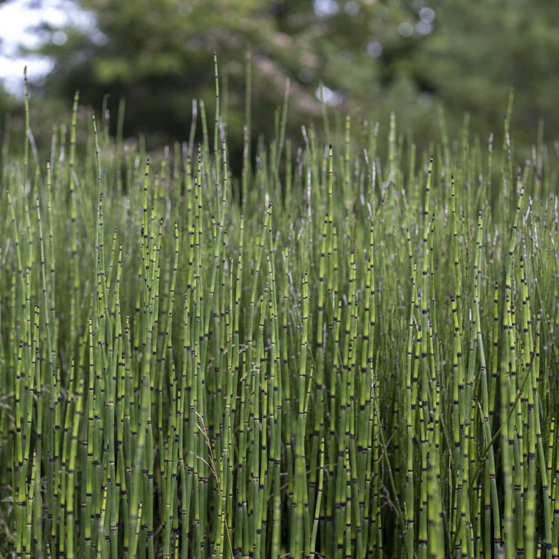 Rough Horsetail | Equisetum hyemale Plant in a 1L Aquatic Pot