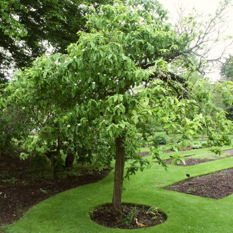 ‘Royal’ Medlar Tree