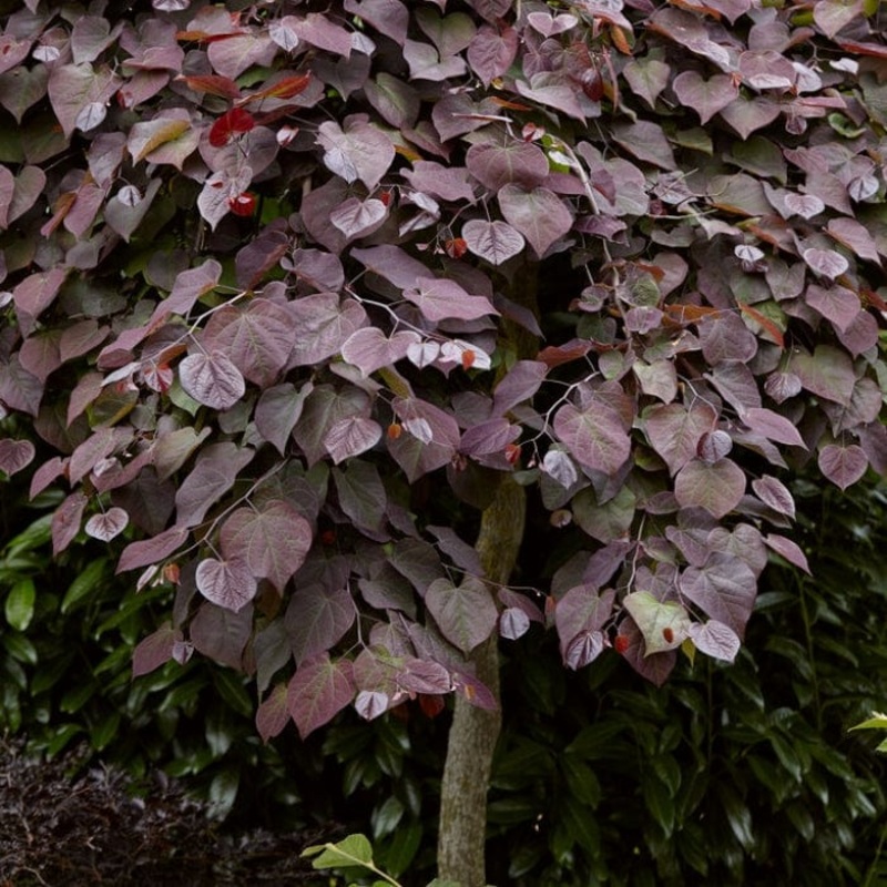 ‘Ruby Falls’ Weeping Redbud Tree | Cercis canadensis