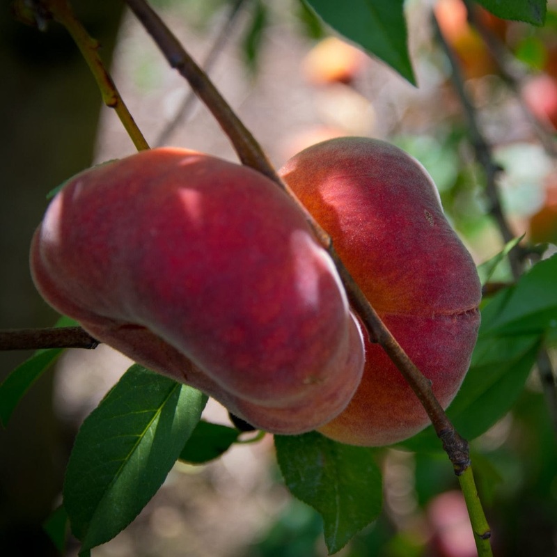 ‘Saturne’ Peach Tree