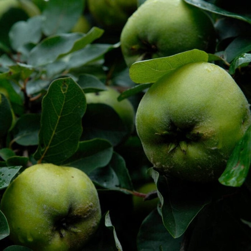 ‘Serbian Gold’ Quince Tree