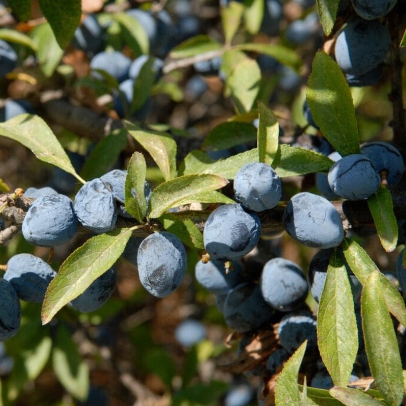 ‘Southampton Selection’ Sloe Tree